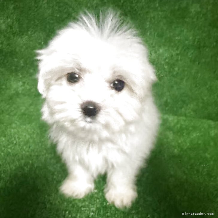 ブリーダー画像