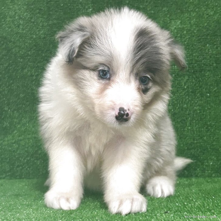 ブリーダー画像