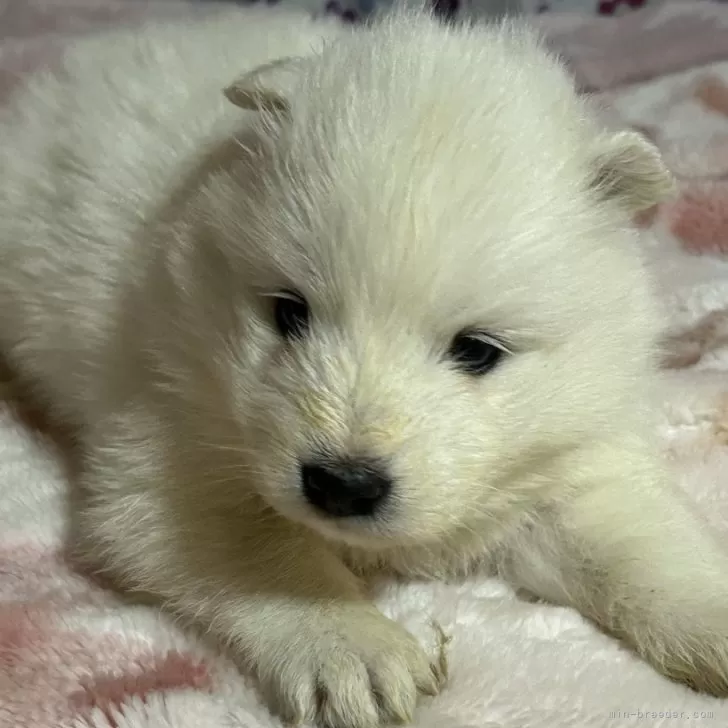 ID:2503-05943の子犬