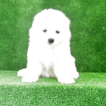 サモエド【三重県・男の子・2025年2月16日・ホワイト】の写真「可愛い子😍」