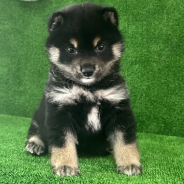 柴犬(豆柴)【三重県・男の子・2024年11月15日・黑】の写真「可愛い子😍」