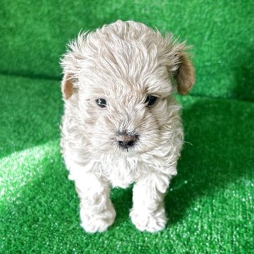 マルプー(マルチーズ×トイプードル)【三重県・男の子・2025年4月1日・クリーム】の写真「可愛い子😍」
