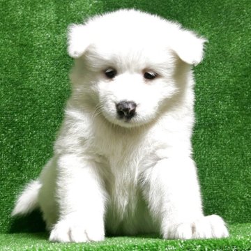 サモエド【三重県・女の子・2025年9月1日・白色】の写真「可愛い子😍」