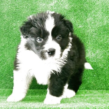 ボーダーコリー【三重県・男の子・2025年2月6日・ブラック&ホワイト】の写真「🉐最終値下げ．2 ／1から2/6まで🉐」