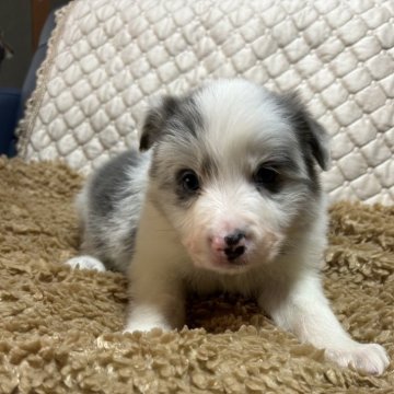 ボーダーコリー【三重県・男の子・2024年12月16日・ブルースール】の写真「可愛い子😍」