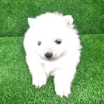 ポメラニアン【三重県・男の子・2025年2月19日・白】の写真「可愛い子😍」