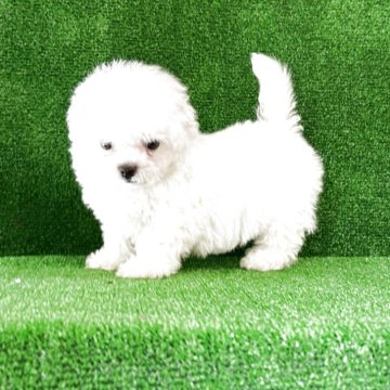 ビションフリーゼ【三重県・男の子・2025年3月6日・白】の写真「可愛い子😍」