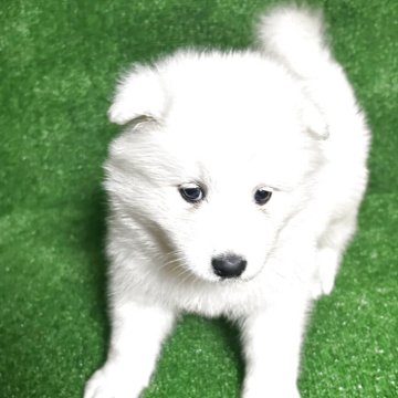 サモエド【三重県・女の子・2025年9月1日・白色】の写真「可愛い子😍」