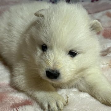 サモエド【三重県・女の子・2025年2月16日・ホワイト】の写真「可愛い子😍」
