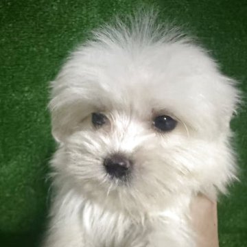 ポメマル(ポメラニアン×マルチーズ)【三重県・男の子・2025年8月13日・白色】の写真「可愛い子😍」