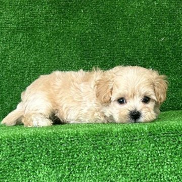 マルプー(マルチーズ×トイプードル)【三重県・男の子・2025年4月28日・クリーム】の写真「可愛い子😍」