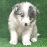 ボーダーコリー
