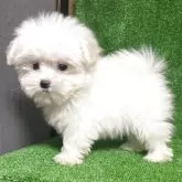 ポメマル(ポメラニアン×マルチーズ)【三重県・男の子・2025年8月13日・白色】の写真1