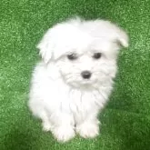 ポメマル(ポメラニアン×マルチーズ)【三重県・男の子・2025年8月13日・白色】の写真3