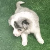 ボーダーコリー【三重県・女の子・2025年8月28日・ブルーマール】の写真5