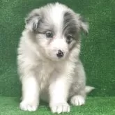 ボーダーコリー【三重県・女の子・2025年8月28日・ブルーマール】の写真6