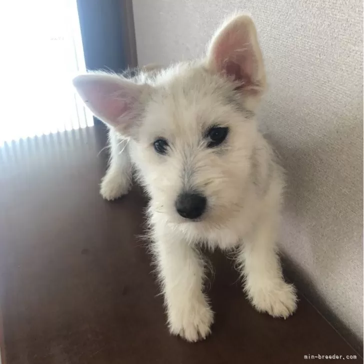 ID：2401-03585の子犬