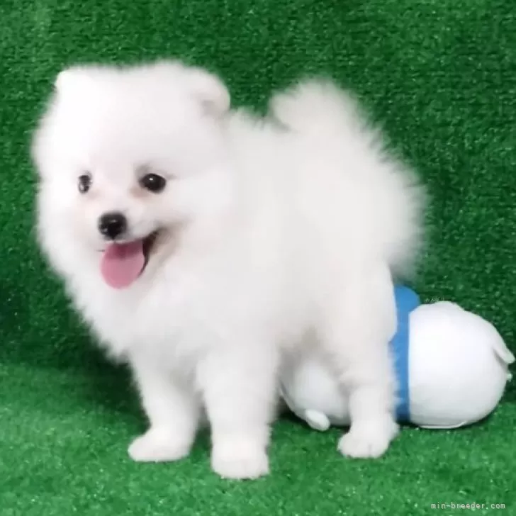 ID：2409-07399の子犬