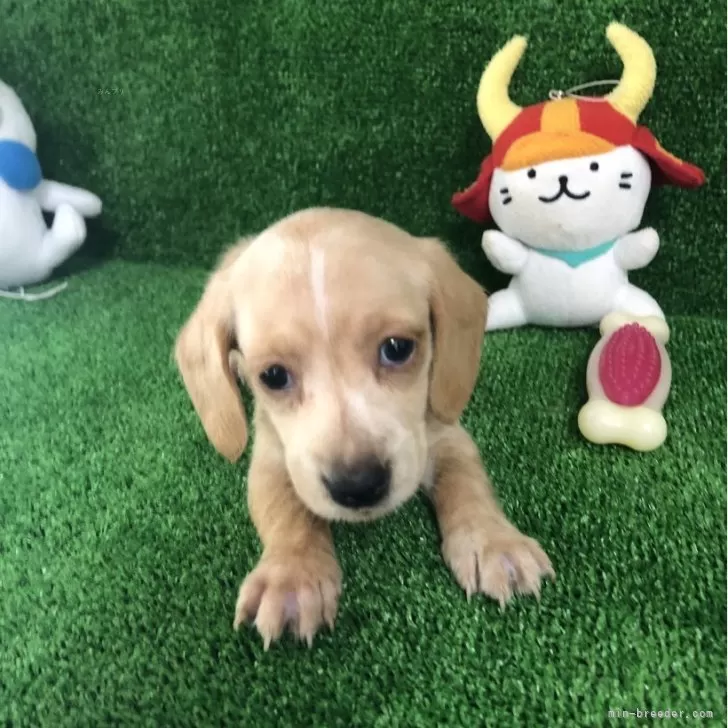 ID：2406-03505の子犬