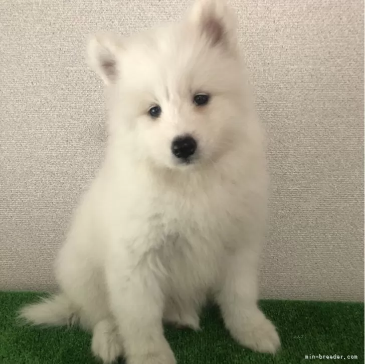 ID：2403-02890の子犬