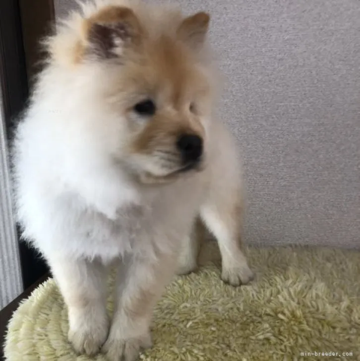 ID:2310-01270の子犬