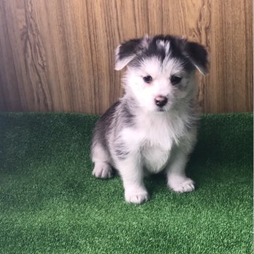 ミックス(マルチーズ×シベリアンハスキー)【三重県・女の子・2023年11月15日・ブラック&ホワイト】の写真「可愛い子」