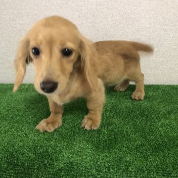 ミニチュアダックスフンド(ロング)【三重県・女の子・2023年7月21日・ゴールド】の写真「可愛い子」