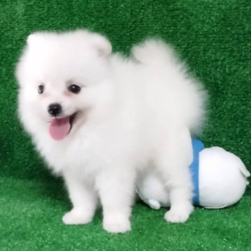 ポメラニアン【三重県・女の子・2024年7月31日・ホワイト】の写真「可愛い子😍」