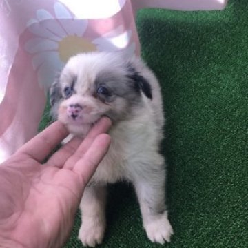 ボーダーコリー【三重県・女の子・2023年7月30日・ブルーマール】の写真「可愛い子」