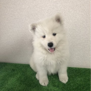 サモエド【三重県・男の子・2024年1月10日・ホワイト】の写真「可愛い子」