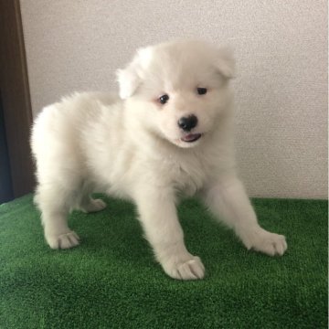 サモエド【三重県・女の子・2024年4月6日・ホワイト】の写真「可愛い子😍」