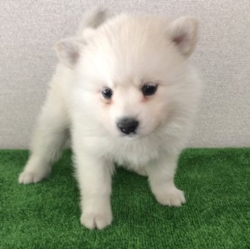 ポンスキー(ポメラニアン×シベリアンハスキー)【三重県・女の子・2024年4月5日・クリーム】の写真「可愛い子😍」