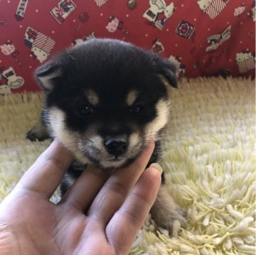 柴犬(豆柴)【三重県・女の子・2023年11月7日・黑】の写真「可愛い子」