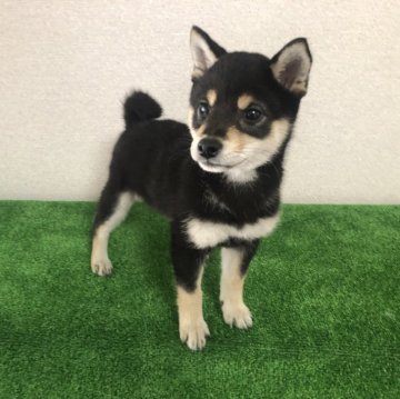 柴犬(豆柴)【三重県・女の子・2023年11月10日・黑】の写真「可愛い子」