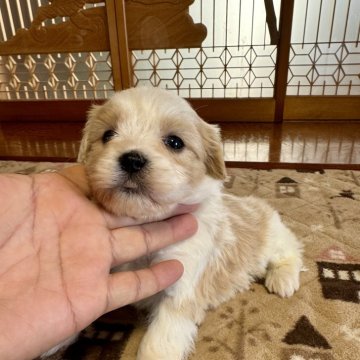 ミックス(キャバリア×マルチーズ)【茨城県・女の子・2025年2月8日・ブレンハイム】の写真「とても元気な女の子」