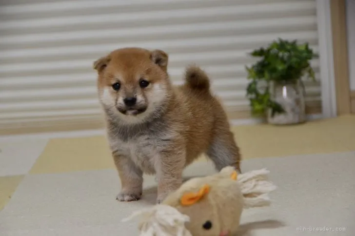 H.S 様のお迎えした子犬