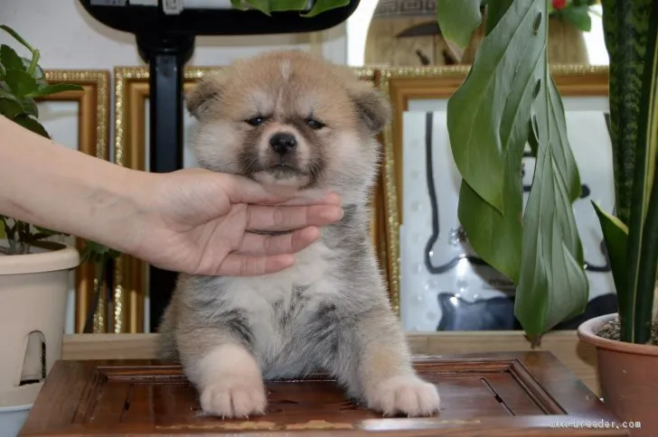 ID：2004-00328の子犬