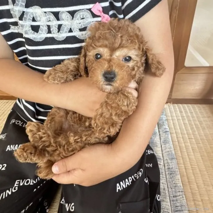 ID：2306-00910の子犬