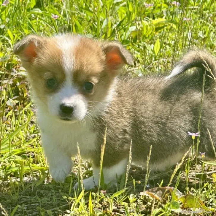 ID：2305-04297の子犬