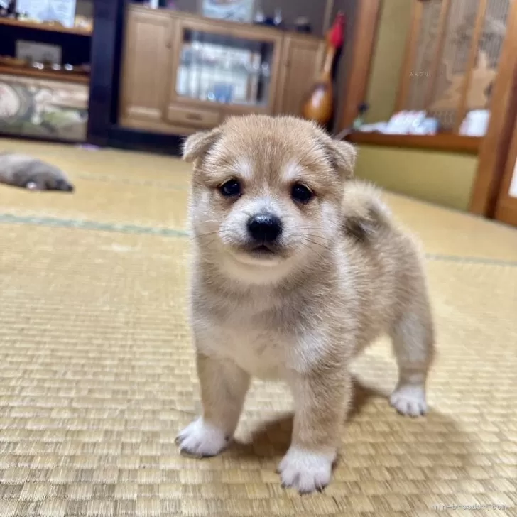 ID：2408-08679の子犬