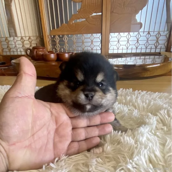 ID:2401-05750の子犬