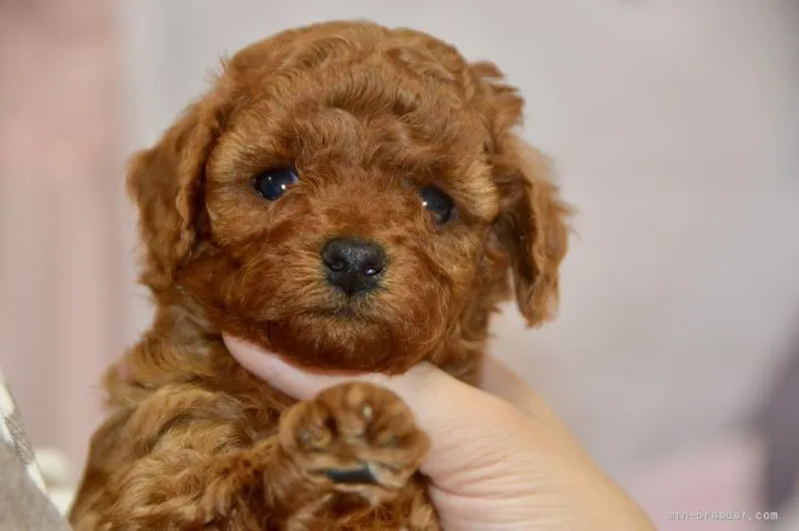 ID：2201-04129の子犬