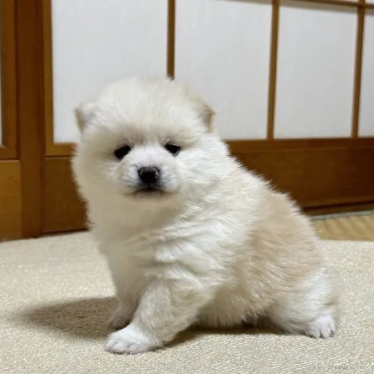 ID：2303-03752の子犬