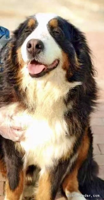 バーニーズ・マウンテン・ドッグ【・女の子・2023年7月7日・ブラック&amp;ホワイト】