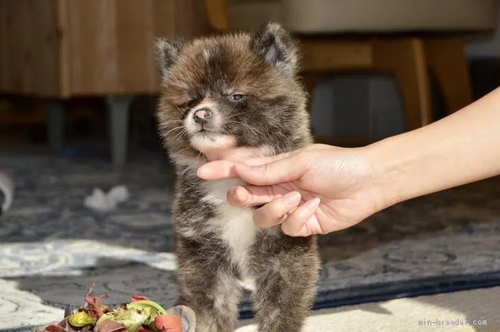 ID：2011-02101の子犬
