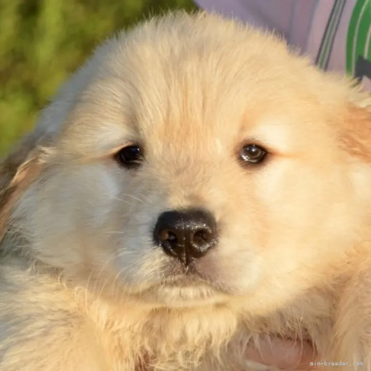 ID：2305-00329の子犬
