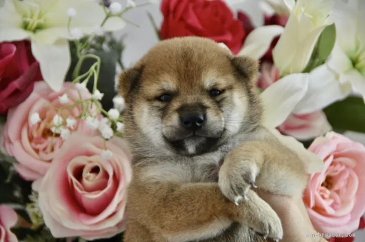 ID：2008-00484の子犬