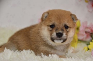 柴犬(豆柴)【茨城県・男の子・2021年3月25日・赤色】の写真「🤓タヌキ顔と大きな目は特徴的です💕」