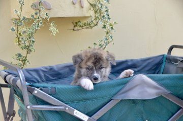 秋田犬【茨城県・男の子・2019年8月18日・赤虎】の写真「😆秋の10日間特別キャンペーン💕💕💕」