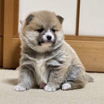 ミックス(豆柴犬×ポメラニアン)【茨城県・女の子・2023年2月25日・赤色】の写真「狸型顔」